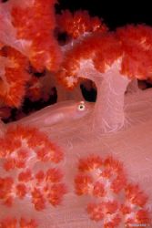 Manado-indonesia. f90x + 105mm hous. Igloo. by Acquadro Clemente 